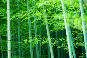 In spring, the lush bamboo forest in the sun.