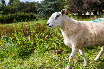 Obraz na płótnie Canvas Lleyn sheep in the Scottish highlands