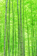 In spring, the lush bamboo forest in the sun.