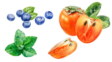 Persimmon blueberry mint watercolor isolated on white background