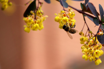  bee on a yellow flower