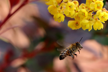  flying bee