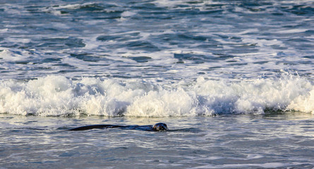Australasian fur seals frolic in the surf during mating season. Otago, New Zealand