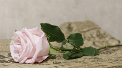 gently pink rose on paper background