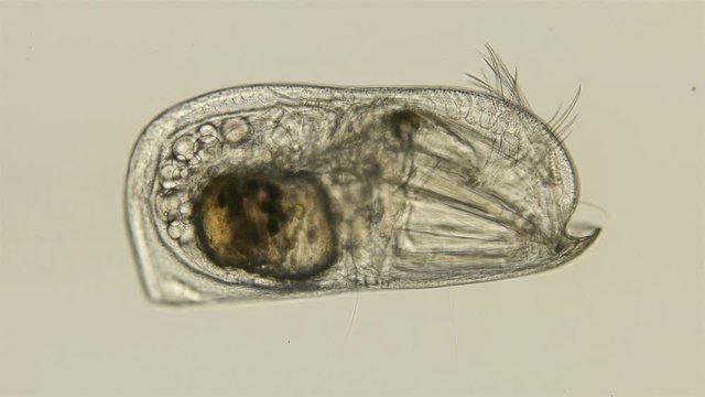 ostracode Halocyprida under the microscope, phylum: Arthropoda, subclass: Myodocopa, are planktonic organisms. There are two suborders: Halocypridina and Cladocopina