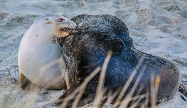 Australasian fur seals frolic on the beach during mating season. Otago, New Zealand