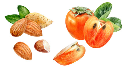 Persimmon almond watercolor isolated on white background