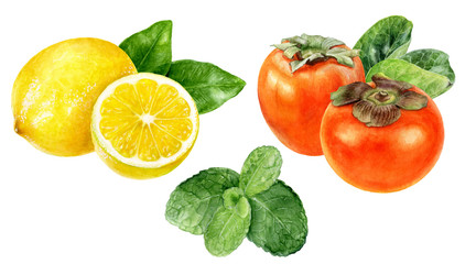Persimmon lemon mint watercolor isolated on white background