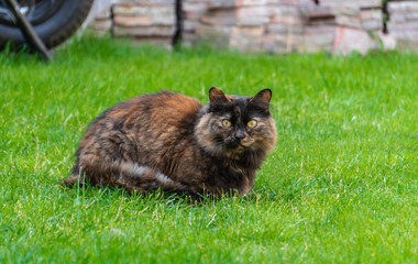 Naklejka na ściany i meble A half maine coon cat sitting and staring in the backyard.