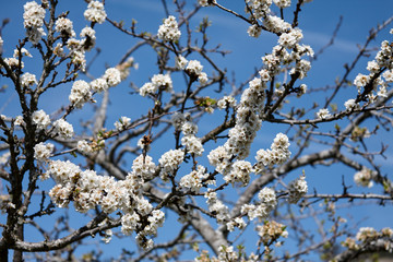 Flores de fruto