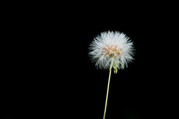 A dandelion isolated on a black background.
