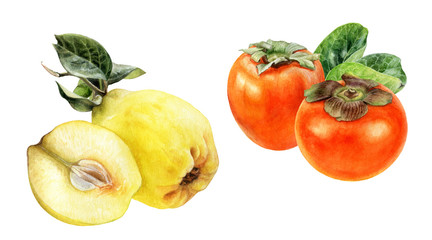 Persimmon quince watercolor isolated on white background