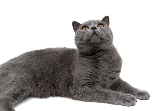 beautiful gray cat close-up on a white background