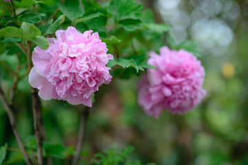 Beautiful pink chinese peony flower is blooming   in the garden, can be used as a Decorative painting.