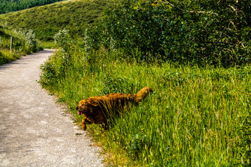 Golden retreiver walks through the tall grass. Glenbow Ranch Provincial Recrea Area,  Alberta, Canada