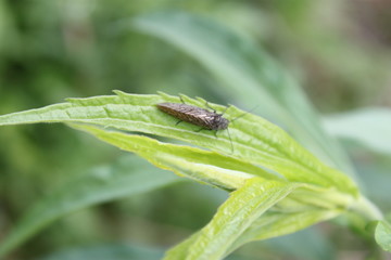 Insect freckle graying on a leaf of grass close-up.