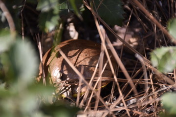 a mushroom in the bushes in the woods