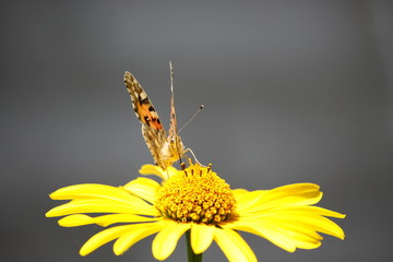 Butterfly burdock sitting on a yellow daisy flower close-up.