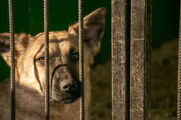 young dog behind bars in the aviary of one of the dog shelters