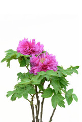 A peony with pink flowers isolated on a white background.