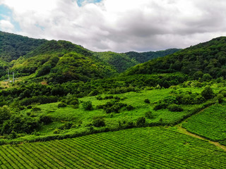 Top view of green tea plantation taken by drone camera