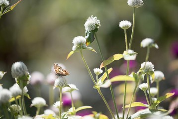 butterfly on chive plant- spring, summer, mother's day, background