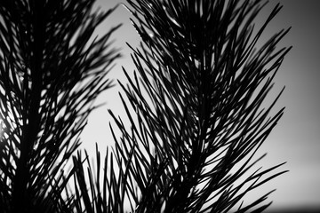 Obraz premium silhouette spiked pine tree