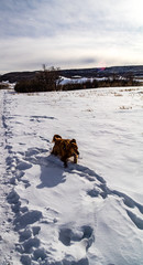Golden retriever running and playing in the snow. Calgary, Alberta, Canada