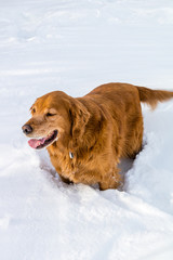 Golden retriever running and playing in the snow. Calgary, Alberta, Canada