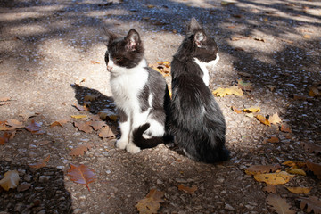 Two homeless kittens bask in the rays of the autumn sun.