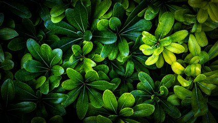 Fresh green leaves, background. Texture.