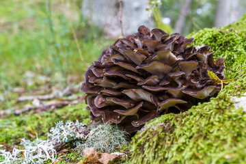 Wild mushroom in the Highlands