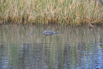 Everglades3