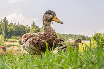Single female mallard duck anas at the lake