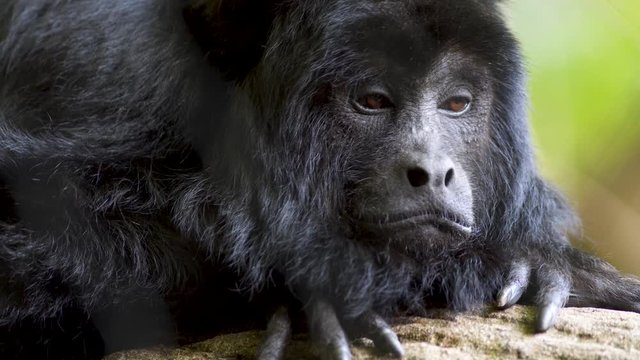 Extreme close up of a male Black Howler monkey looking sad while resting on a tree