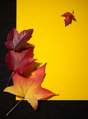 Naklejka na ściany i meble autumn leaves on yellow background