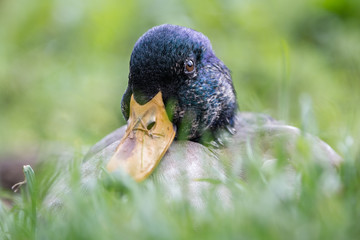 Mallard Duck - Anas platyrhynchos