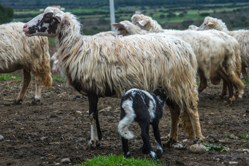 Obraz premium flock of white and black adult sheep with their lambs resting in the fields of the farm