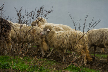 flock of white and black adult sheep with their lambs resting in the fields of the farm