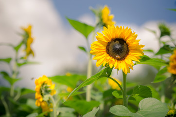 Obraz premium bright blooming yellow sunflower against blurry green leaves and blue sky background