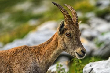 Foto op Canvas Steinbock or Alpine Capra Ibex portrait at Colombiere pass, Fran © Elenarts
