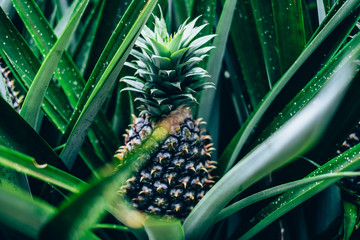 Closeup of a young fruit growing in a pineapple plant. Selective focus. Copy space.