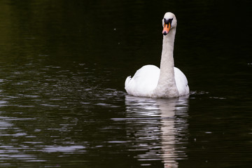 Obraz premium Mute Swan - Cygnus olor