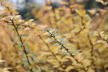 autumn leaves on tree