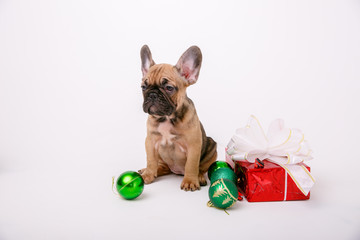 French bulldog puppy Christmas decor isolated on white background