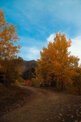 Obraz premium Autumn village trees landscape view. Autumn village scene. 