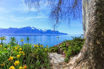 Colorful springtime flowers at Geneva lake and Alps mountains in
