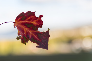 Autumn. Heavily damaged orange leaf with blurry sky and green hill background