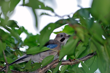 Eurasian jay - Garrulus glandarius, Greece