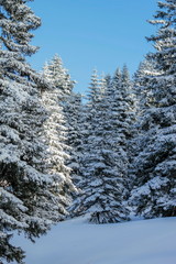 Fir trees in the Jura mountain by winter, Switzerland